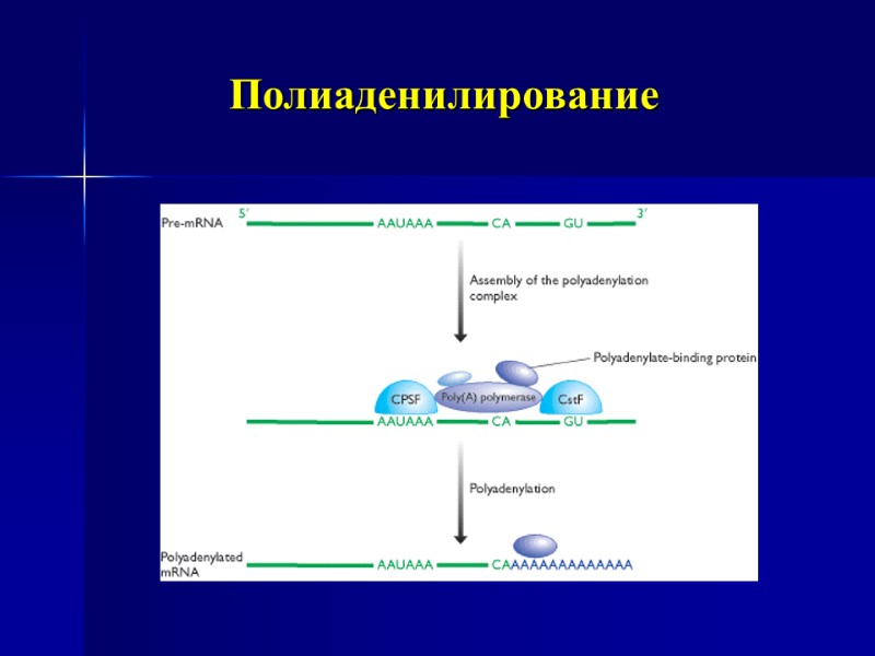 Полиаденилирование